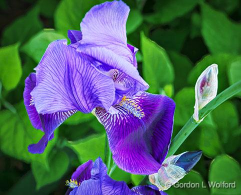Purple Iris_P1120655-7.jpg - Photographed at Smiths Falls, Ontario, Canada.